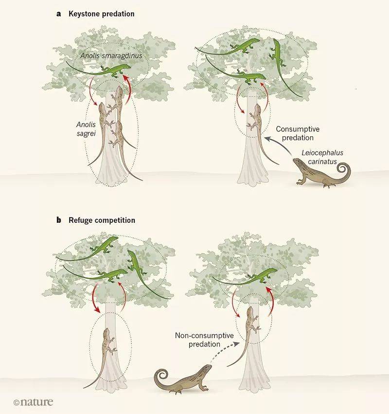 引入捕食者会破坏蜥蜴共存 | Nature论文 学术资讯 - 科技工作者之家