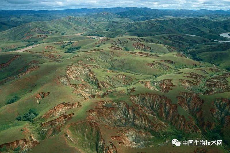 马达加斯加的森林砍伐已导致许多植物物种灭绝