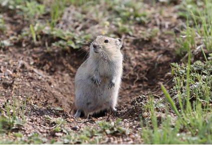 植保所揭示野生布氏田鼠季节性繁殖分子机制