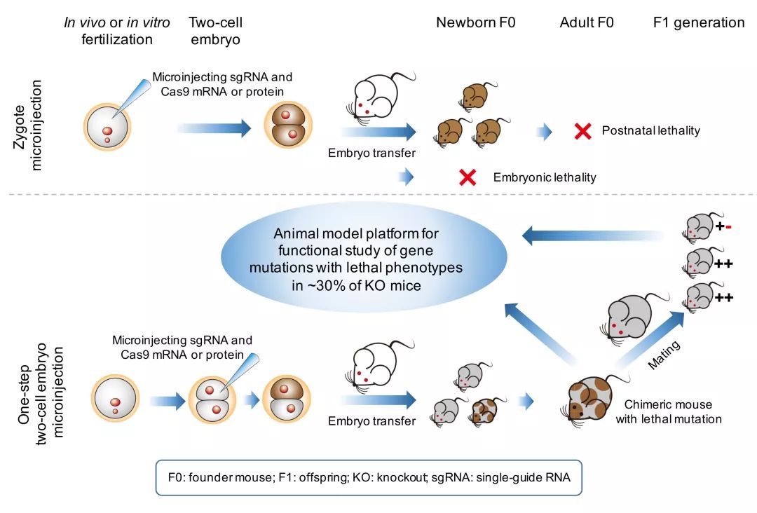 首医王松灵团队创建一步显微注射法构建致死基因敲除小鼠模型的新方法