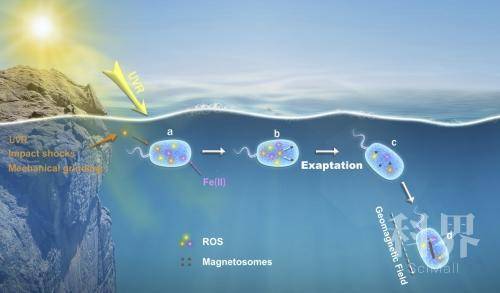 地質地球所提出生物感磁起源新認識