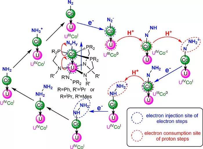 基于d-df轨道相互作用的co→u双金属轴向配位键有效调控固氮过程 学术