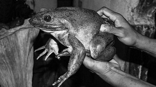 喀麦隆巨蛙图片