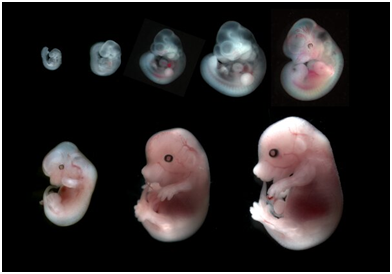 science:受控的水力压裂让哺乳动物胚胎发育成形