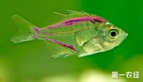 透明鱼上发现类经脉组织液定向流动轨迹3——《科技日报》软舌螺动物