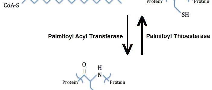 研究发现stat3棕榈酰化促进肿瘤进展 2019-09-24