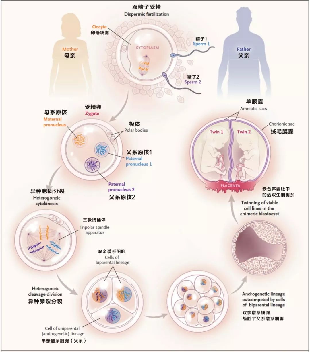 双卵细胞球进化图片图片