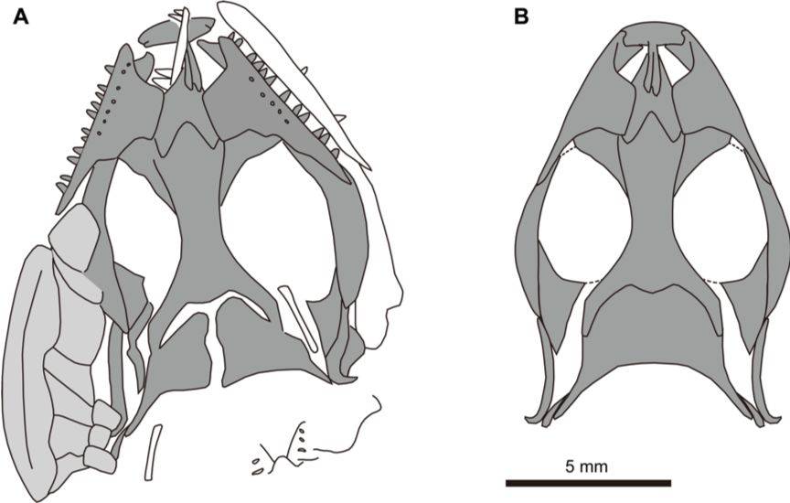 科研速报独特的谢氏红山蜥侏罗纪蜥蜴研究新发现