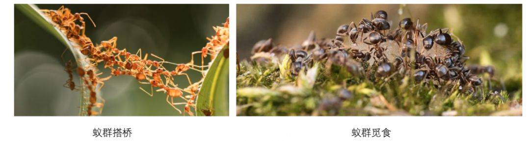 紫冬声音 浅谈群体智能 新一代ai的重要方向学术资讯 科技工作者之家