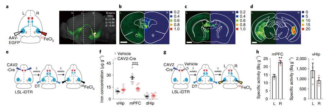 biology 杂志发表了题为:axonal iron transport in the brain