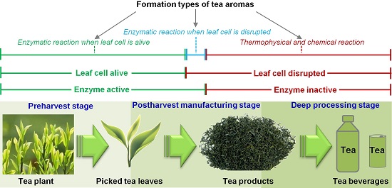 华南植物园发现酶促反应下的茶叶香气形成机制