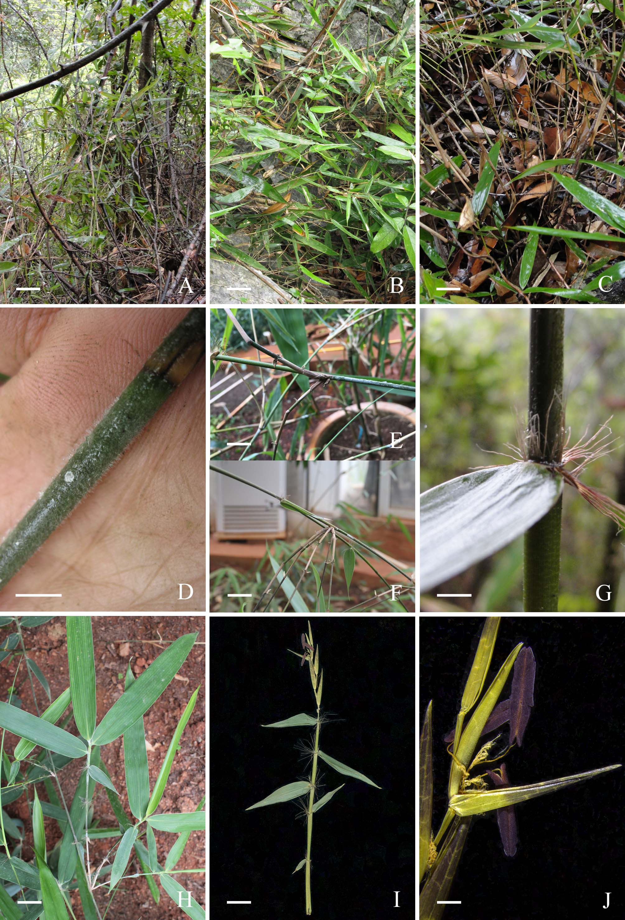 图:纪如竹(hsuehochloacalcarea(c. d. chu & c. s. chao) d. z.