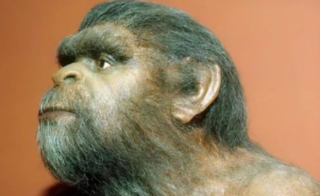 人类并不是由猿猴进化来的,而是本来就存在的生物?