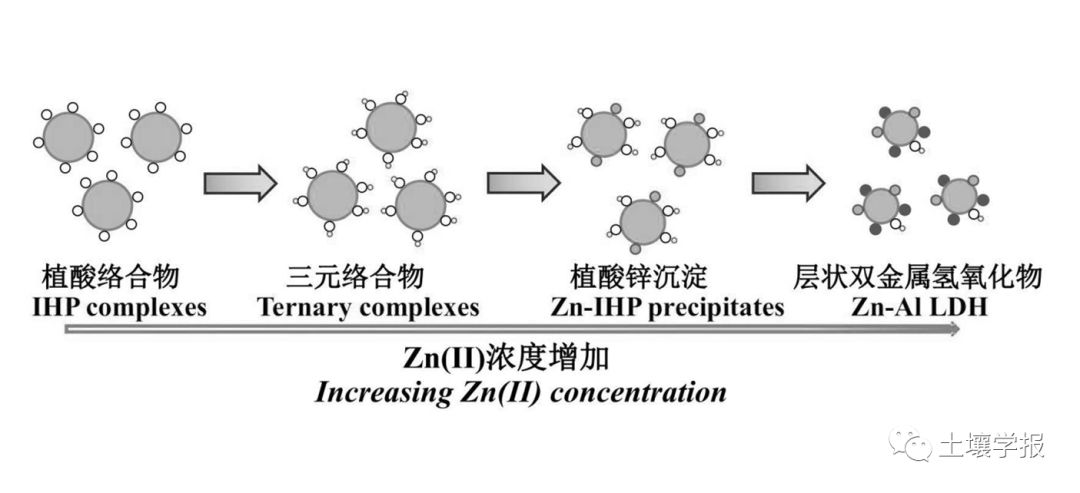 植酸與鋅離子在γ-氧化鋁表面的共吸附機制簡圖