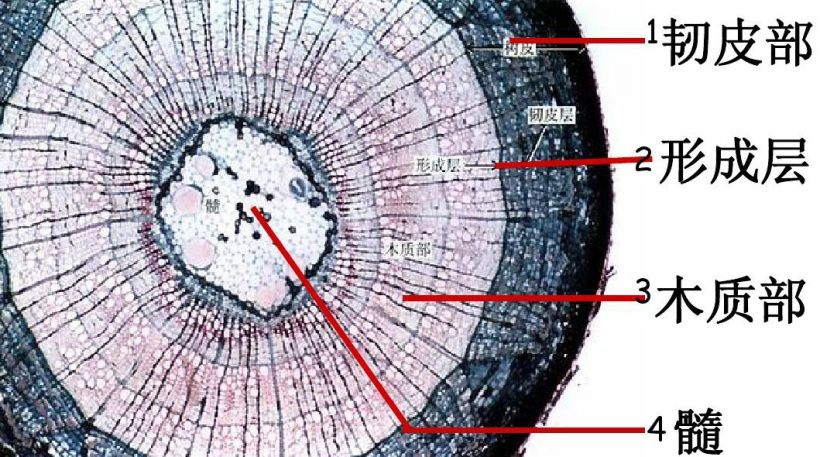 竹子形成层图片
