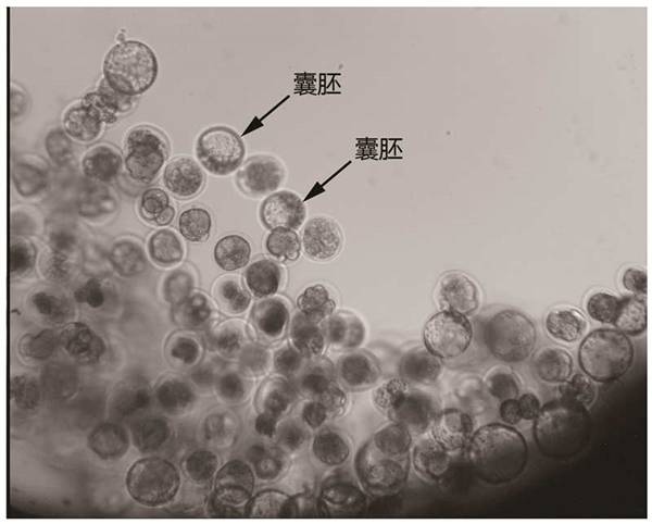哺乳动物胚胎太空发育成功:科学家第一时间公开 2016-04-18