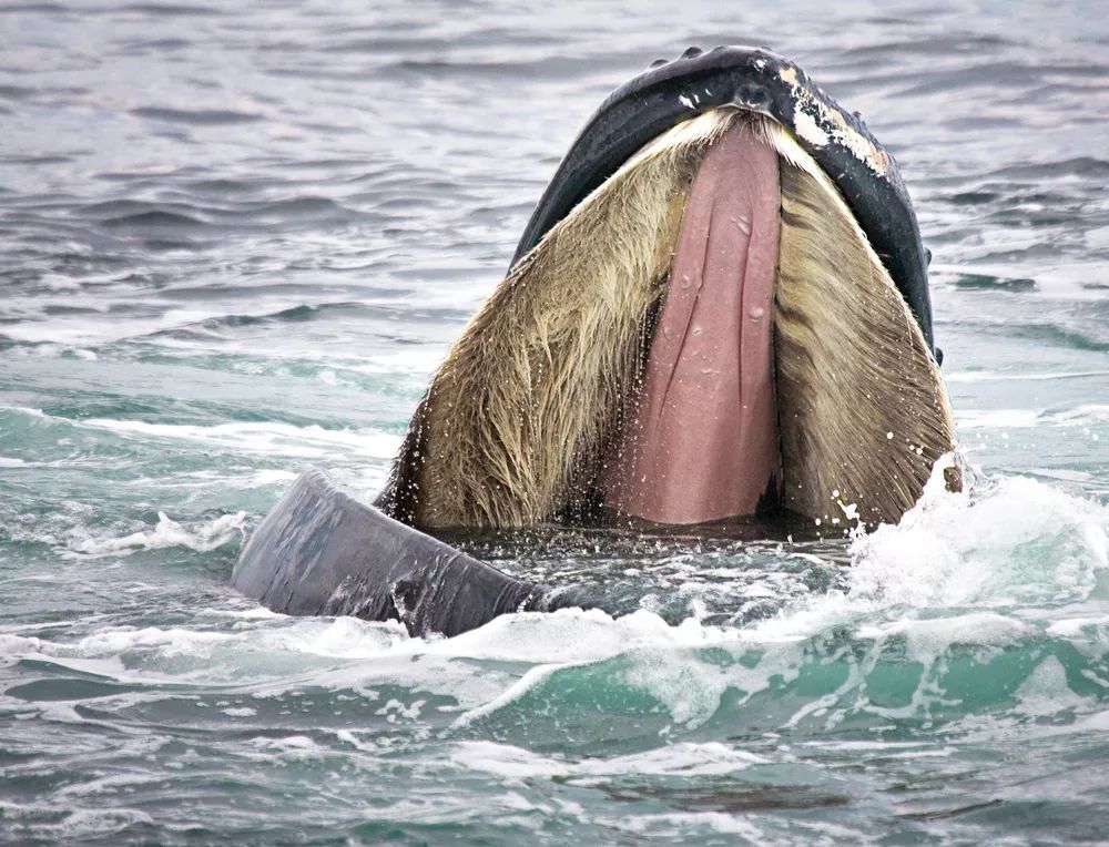 中美研究破解鲸须结构有望开发先进材料