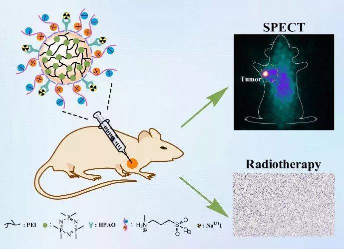 nhac-hpao-ps纳米球具有规整的球形结构,其平均粒径为184 ± 29.