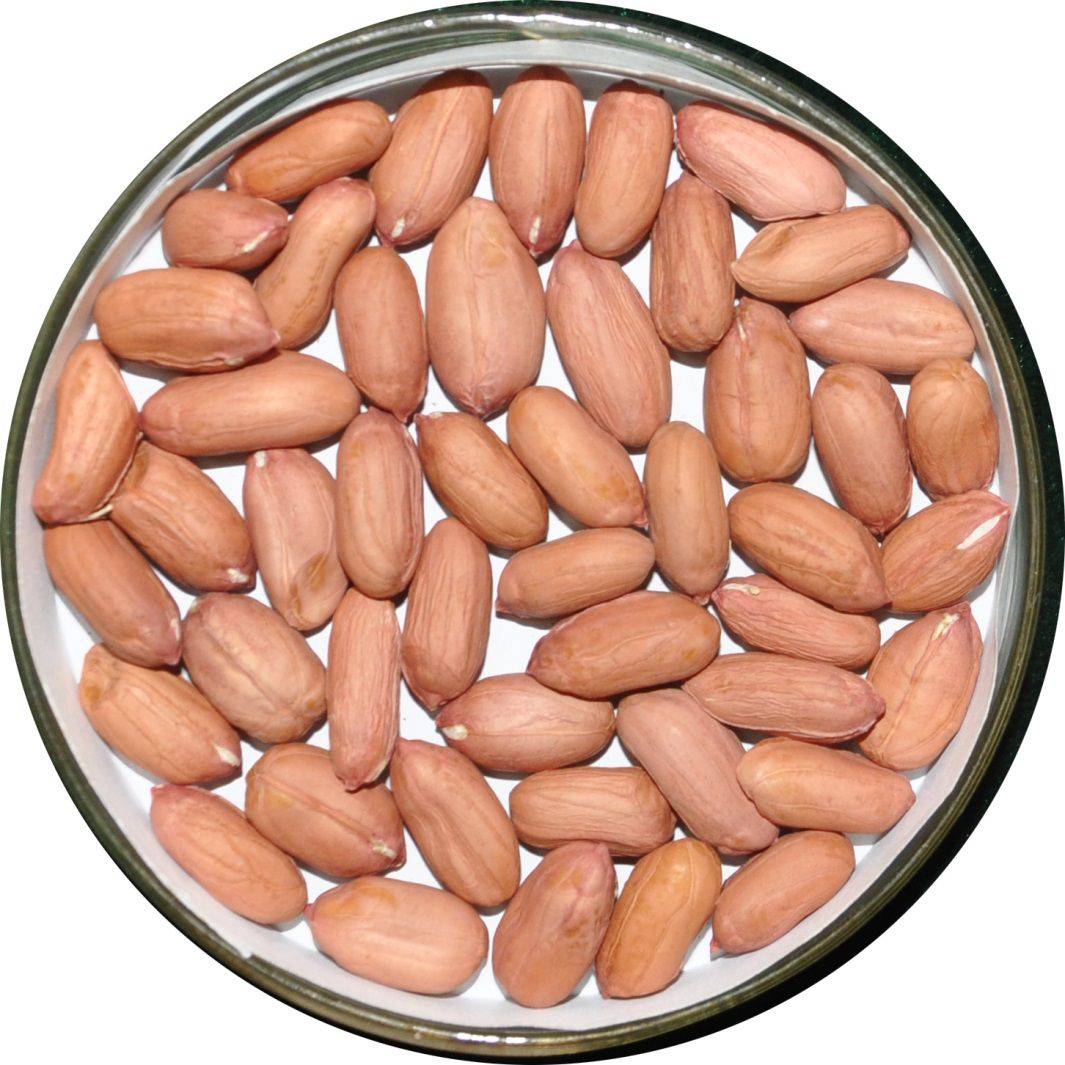 高油酸花生新品种中花26实现大面积高产