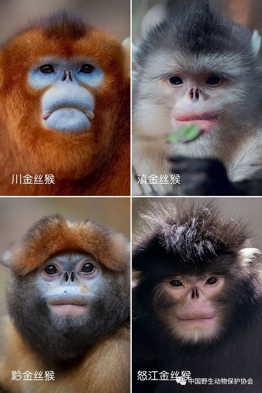 中国猴子分布图片