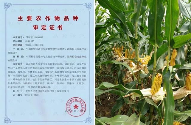 遗传发育所陈化榜团队两玉米新品种通过国家审定