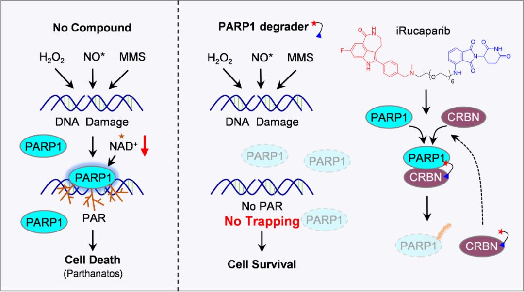 parp1降解剂的作用机制