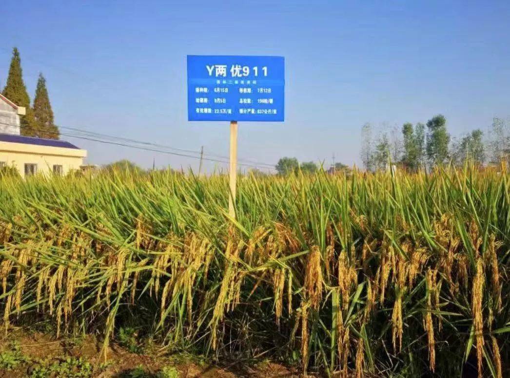长江中游双季稻产量创新高
