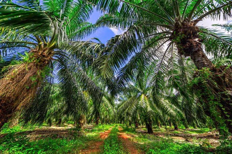 将牧场转变为油棕种植园减少雨林破坏修补碳损失