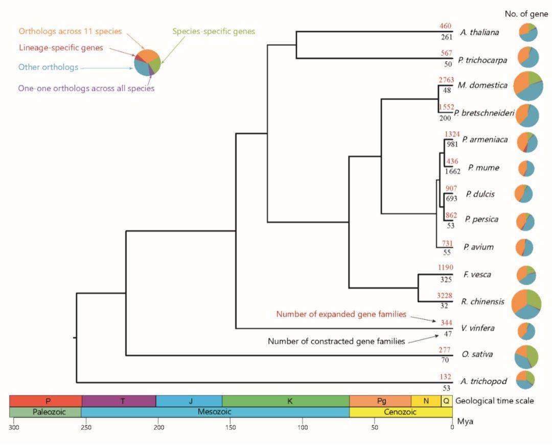 杏及相关物种的系统进化树和基因家族变化