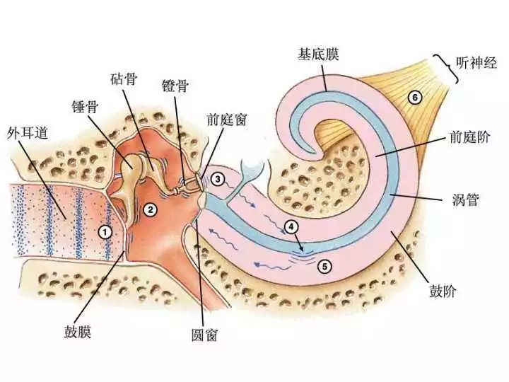 人体里最小的三块骨头在耳朵里 科学家发现其演化的缺失环节