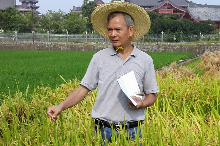 华南农业大学农学院张桂权教授阐述水稻籼粳亚种间杂种优势利用前景