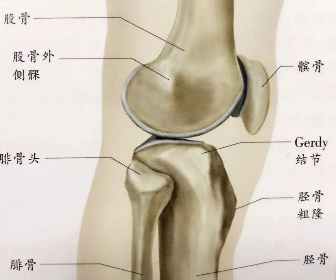 这种膝盖痛 不是半月板损伤 不是髌腱炎 而是 学术资讯 科技工作者之家