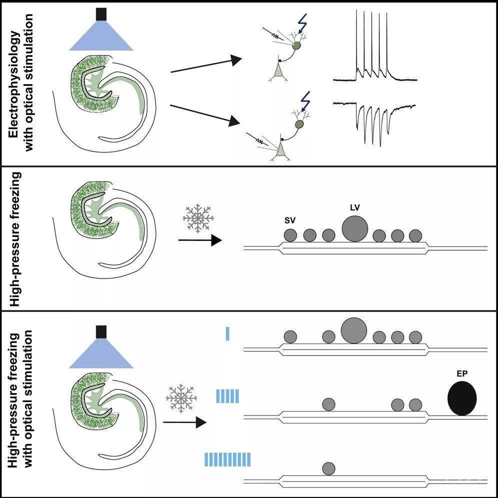 neuron:"闪光冷冻"电子显微镜揭示急性脑切片中突触的结构和功能机制