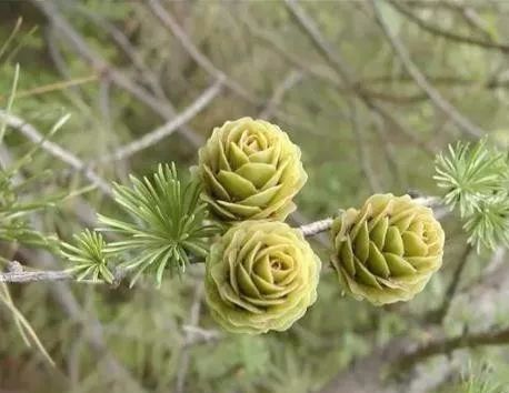 地球上最原始的 活化石 裸子植物 几乎从恐龙时代存活到了现在学术资讯 科技工作者之家