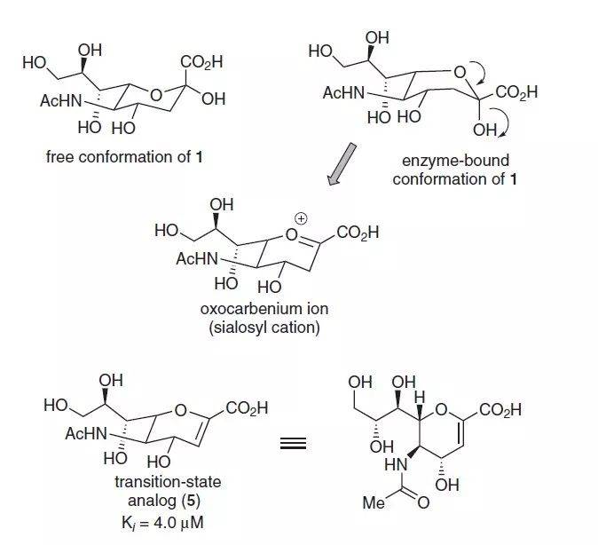 奥司他韦的设计原理是模拟唾液酸的构型(图2)及其中间态的构象模拟.