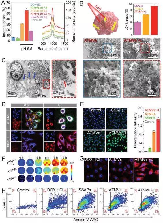 advmater报道仿烟草花叶病毒的策略用于治疗多药耐药癌症