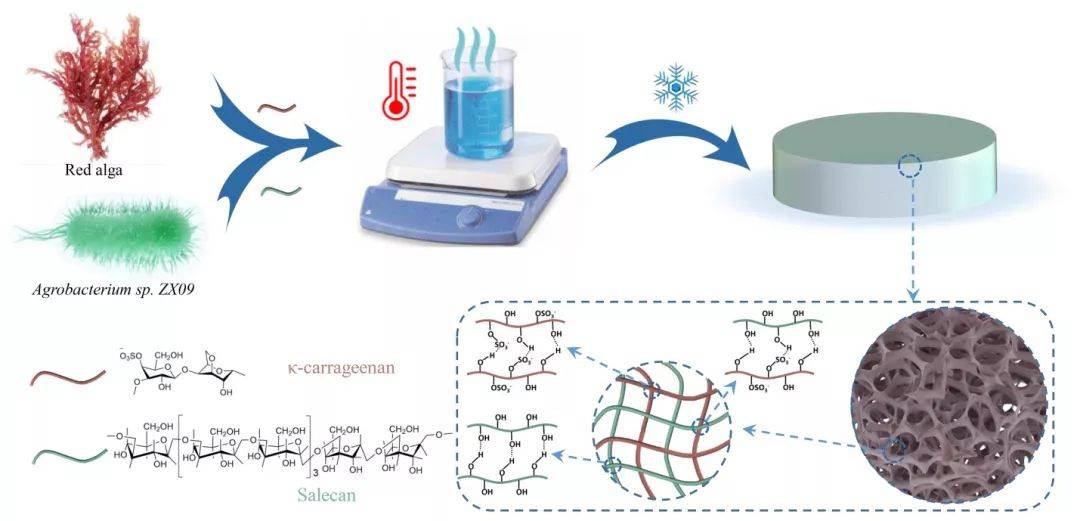 《acs ami》:具有可调节理化性质的全多糖基水凝胶支架构建