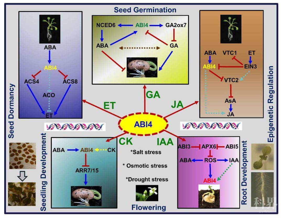 舒凯课题组聚焦转录因子abi4在植物激素互作网络中的调控功能