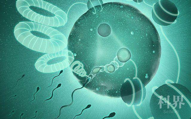 是谁打开了精子的基因组? 学术资讯 - 科技工作者之家