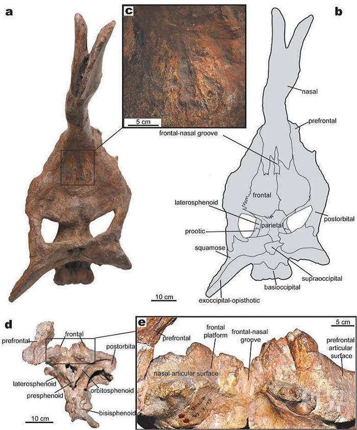棘鼻青岛龙正型和副型头骨,显示鼻骨,额骨间的窄沟状结构