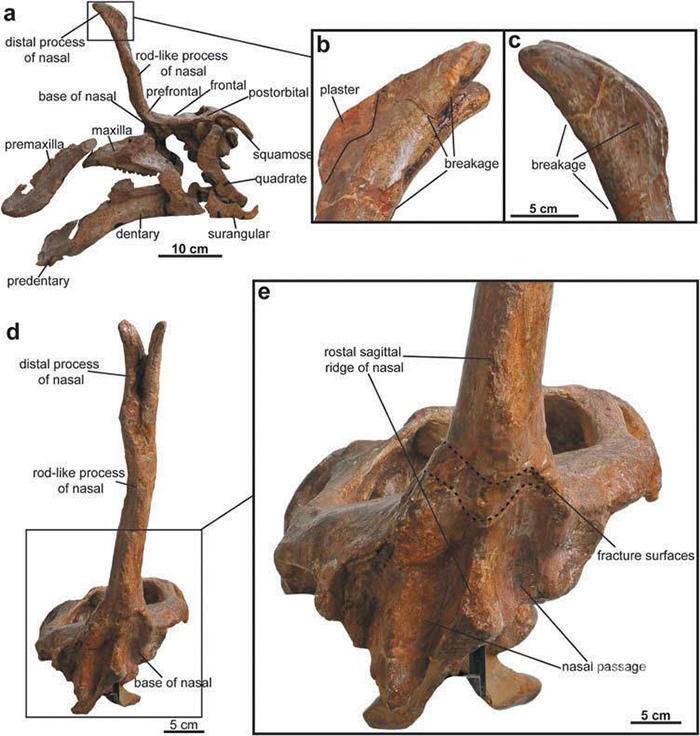 棘鼻青岛龙头饰研究获进展