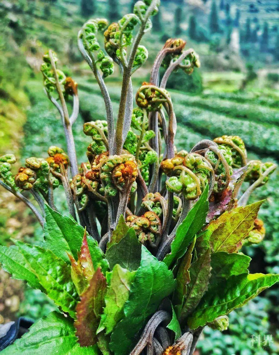 贵州人最爱的18种野菜 你尝过几种 学术资讯 科技工作者之家