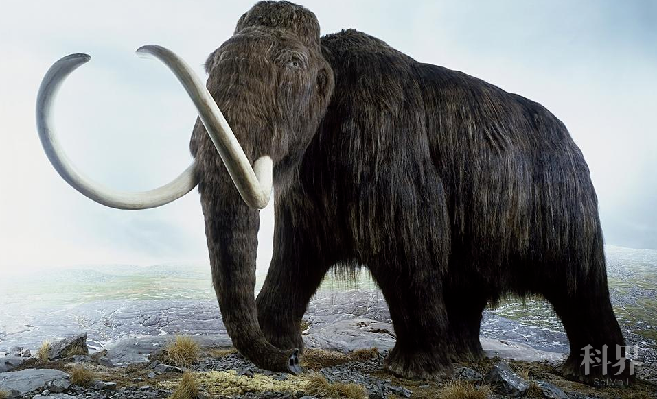 最后的猛犸:基因缺陷,精子数量低,甚至闻不到花香