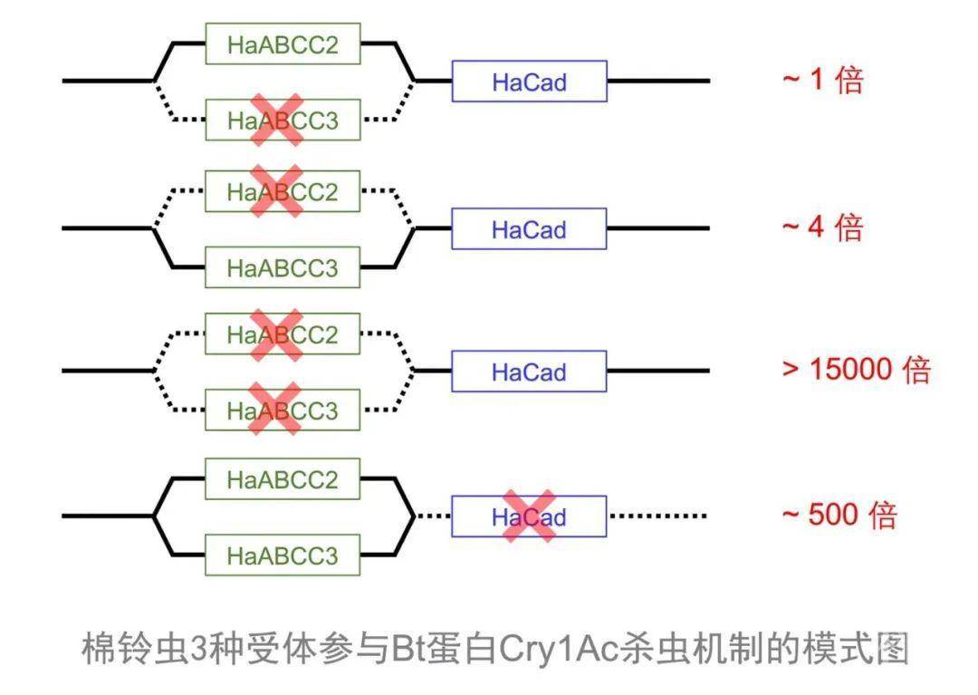 南京农业大学吴益东团队揭示bt杀虫蛋白"双通道"进攻机制