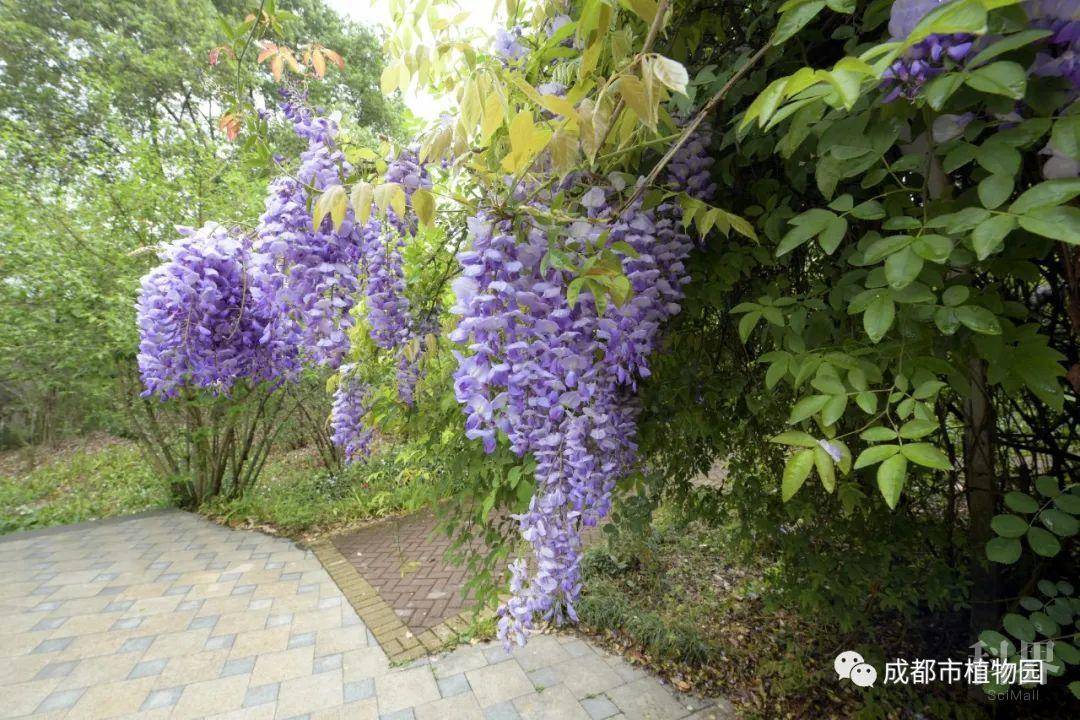 绿道科普 花蔓宜阳春 紫藤观花指南学术资讯 科技工作者之家