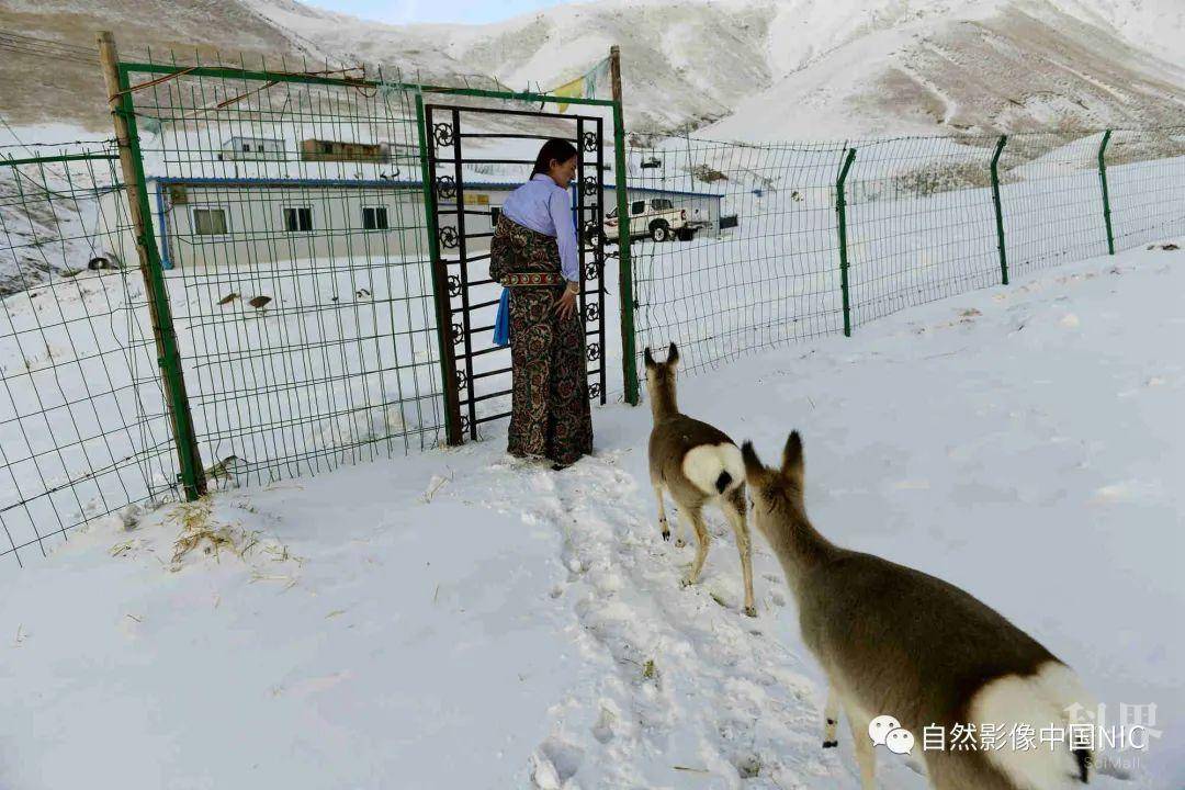 海拔最高的民间野生动物救助站