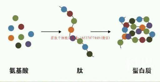 wt_a32302020415095440_029652.jpg
