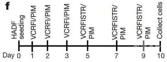 ▲在培养细胞的不同时间点，添加分别调节不同发育信号的小分子化合物，仅需10天，就可以把人的皮肤成纤维细胞转变为CiPCs（图片来源：参考资料[1]）