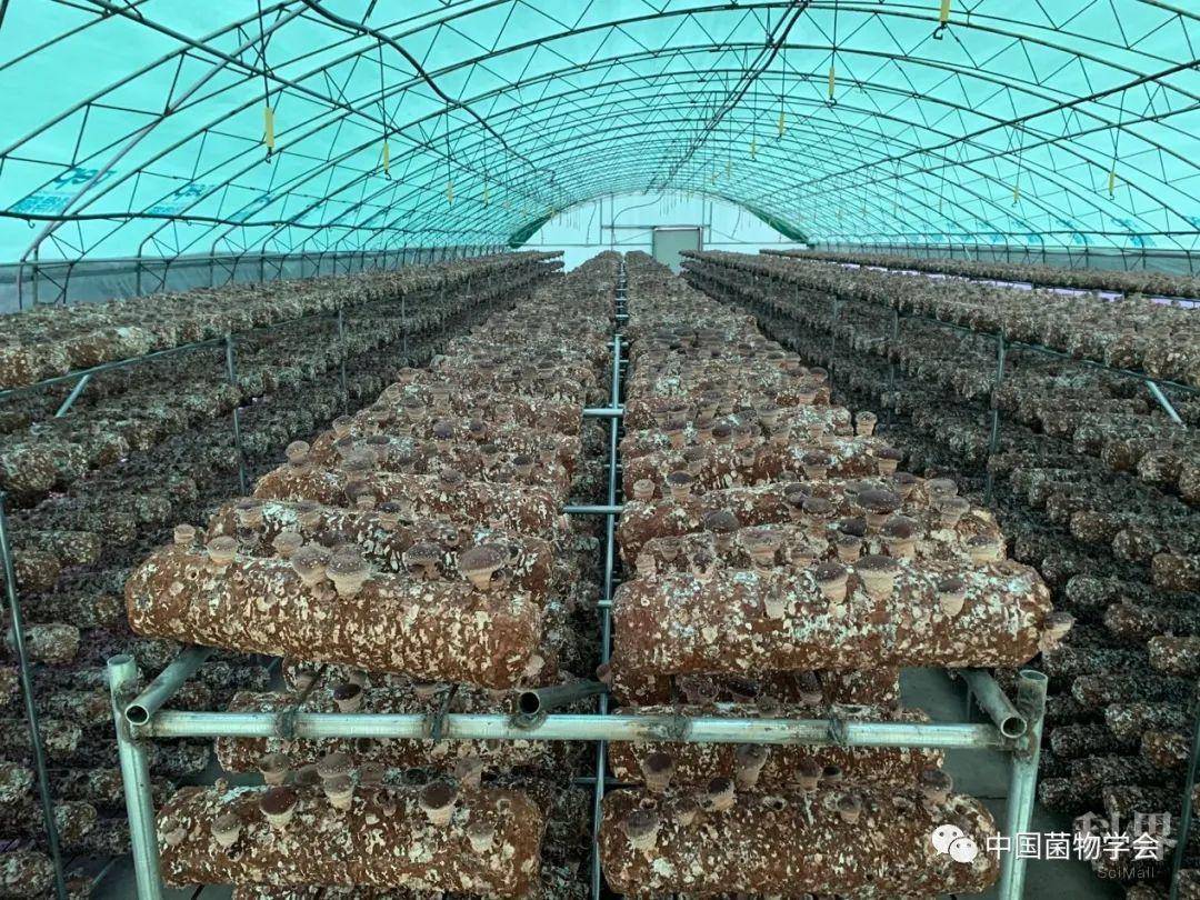 上海市农业科学院的香菇液体菌种技术成果通过中国菌物学会成果评价