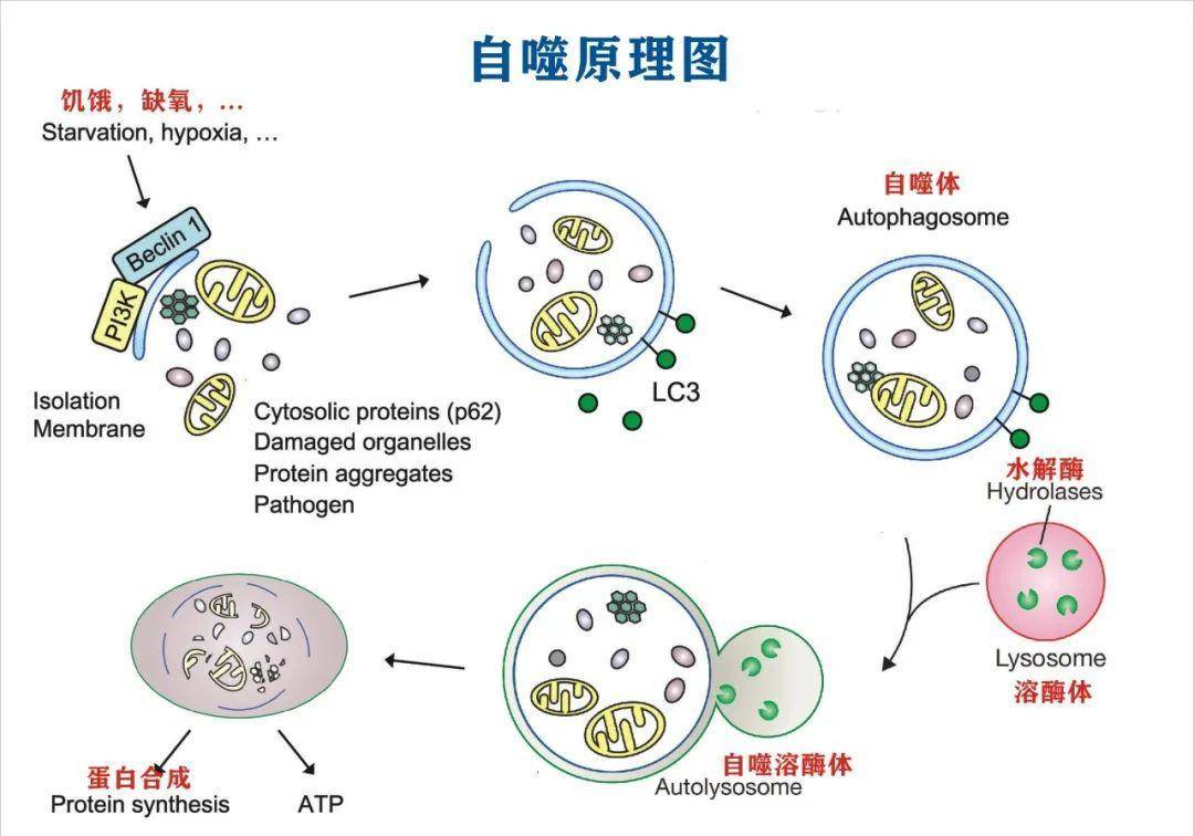 (pdac)细胞中,mhc-1分子通过涉及自噬货物受体nbr1的自噬依赖性机制